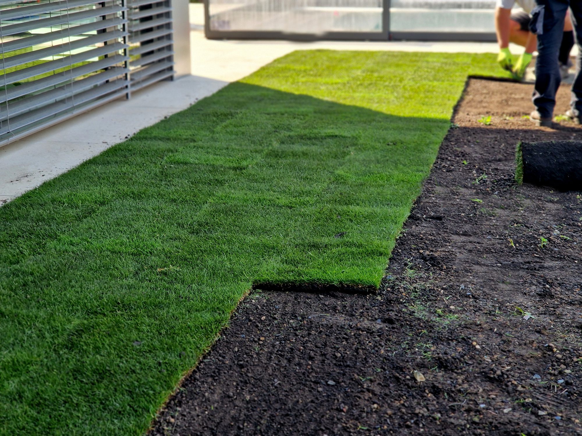 laying grass turf in the family garden. a roll of sod is driven onto the plowed surface of the soil. development and paving is important against erosion and drying out, unroll, install, stacked, installation
